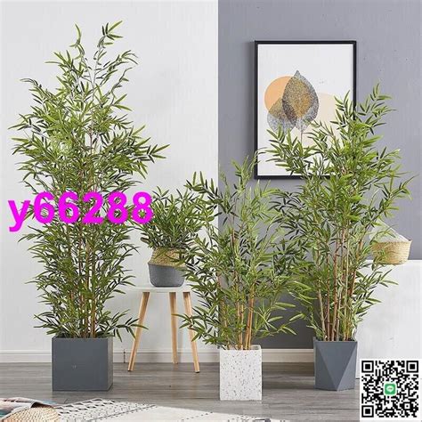 假植物風水ptt|【家中假樹風水】假綠植的風水講究 